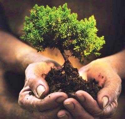 Forest dept to plant 23L saplings in dist
