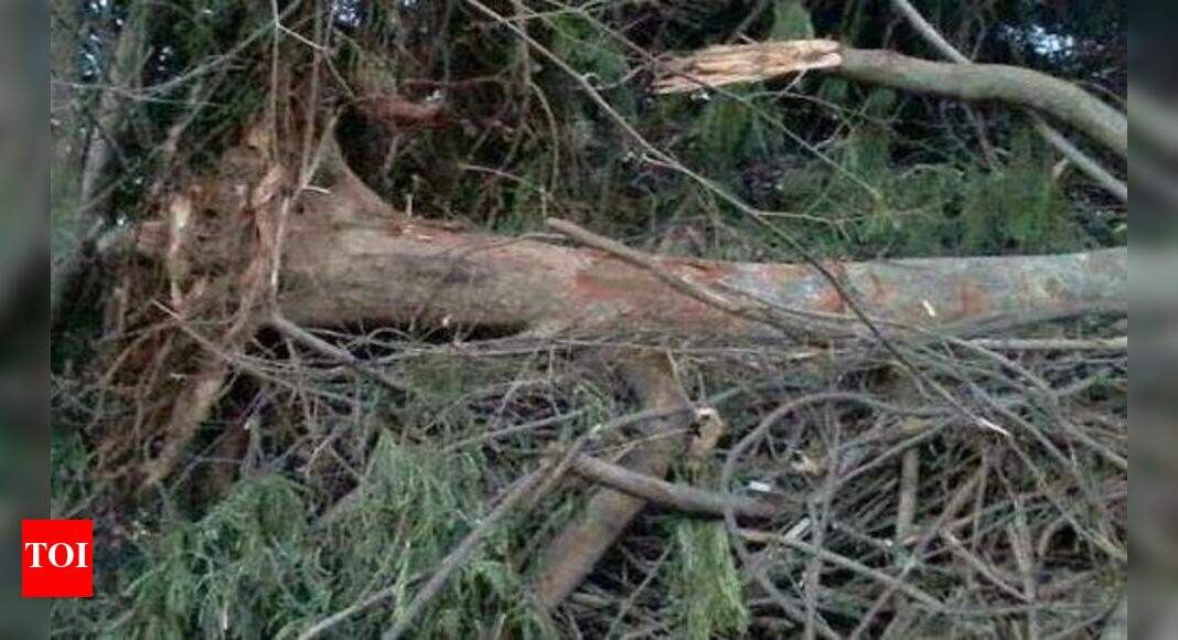 Driver dies as uprooted tree falls on lorry | Mangaluru News - Times of ...