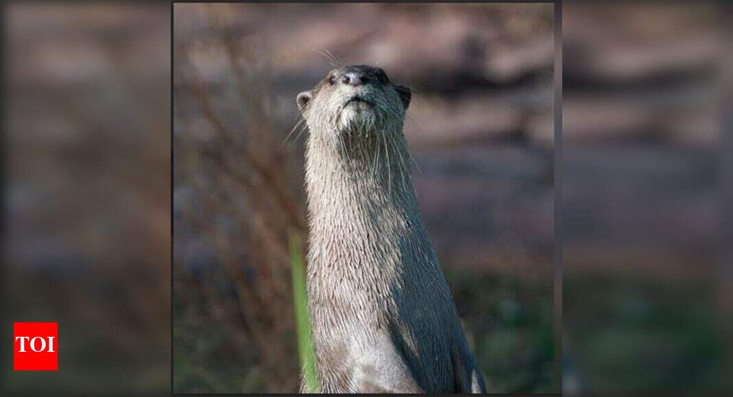 There’s a healthy otter population in Chambal near Kota | Jaipur News