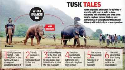 Meet Khaleem: The celebrity kumki elephant of Tamil Nadu