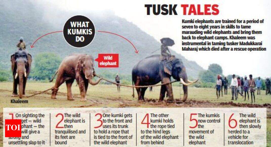 Meet Khaleem: The celebrity kumki elephant of Tamil Nadu | Chennai News