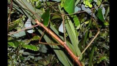 First insect museum in country likely to be launched in August ...