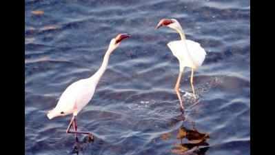 Migratory birds stay back in Porbandar