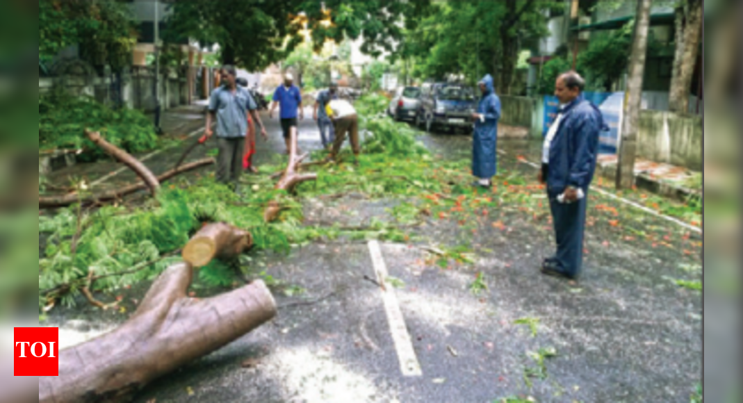 Rain fells ten trees, slows down traffic | Chennai News - Times of India