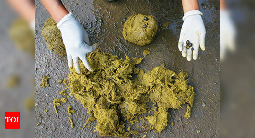 People are actually eating whale vomit and elephant poop! Times of India