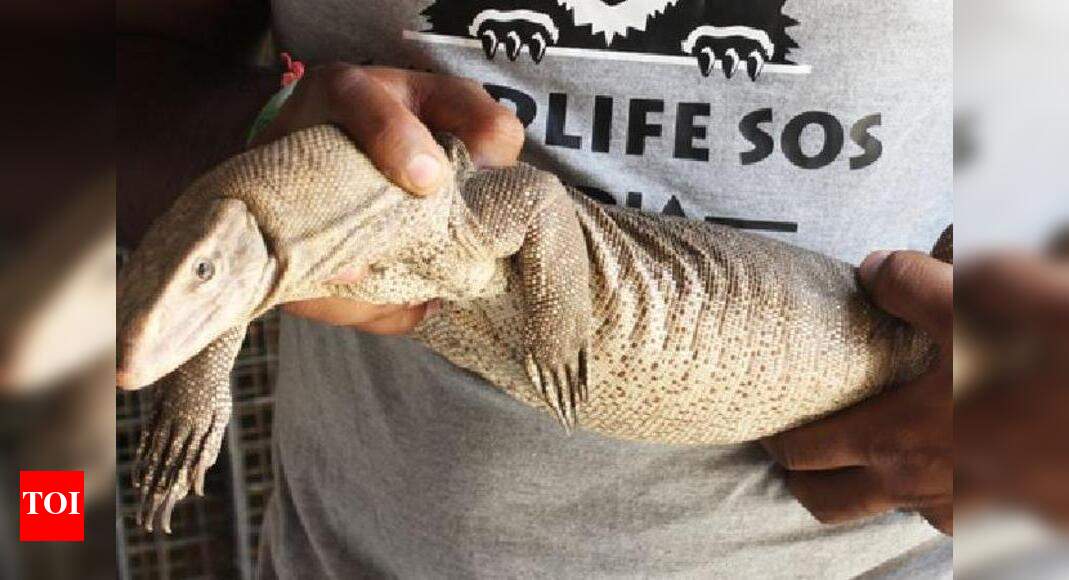 Giant monitor lizard rescued by Wildlife SOS in Agra | Agra News ...