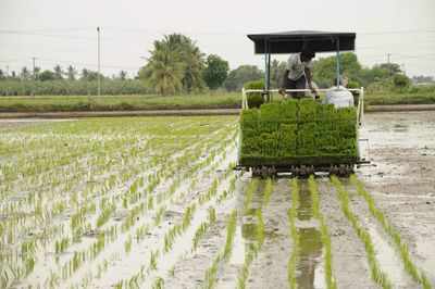 Deficit rain in June keeps kharif sowing sluggish