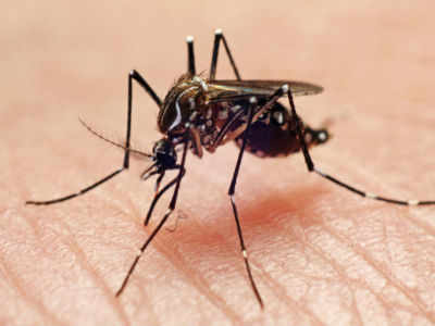 Civic bodies brace for dengue threat, offer free tests
