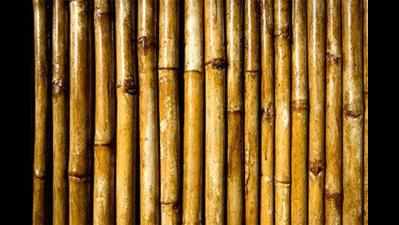 Flagship scheme to promote bamboo
