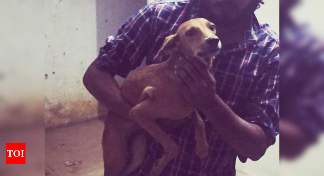 dog-thrown-from-chennai-rooftop-found-alive-chennai-news-times-of-india