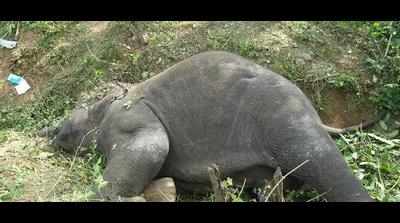 Electrocuted elephant buried, tusks removed