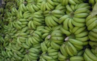 Waste-to-wealth model to process banana waste