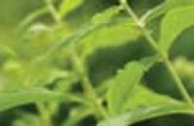 Brahmi herb can treat Alzheimer's