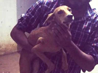 Chennai: 2 held for throwing dog off terrace