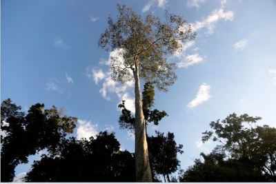 Drought stalled Amazon forest's carbon absorption