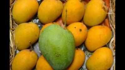 Rataul mango: Another India-Pak flashpoint