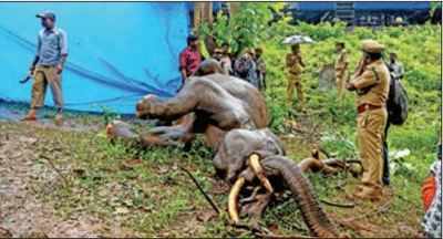 Elephant dies on tracks in TN, 6th death in 20 days