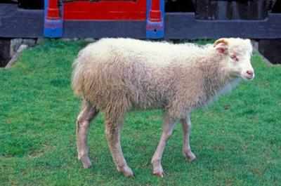 Kendrapara sheep gets rare status