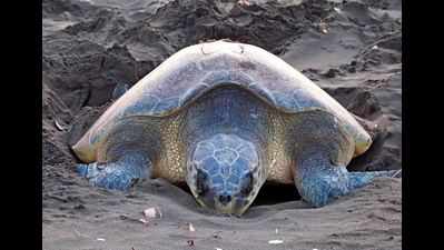 Turtle village to become biodiversity heritage site