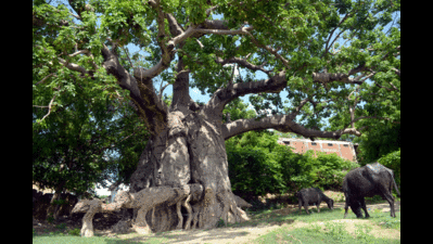PM's Mann Ki Baat to save iconic tree of Jhusi in Allahabad