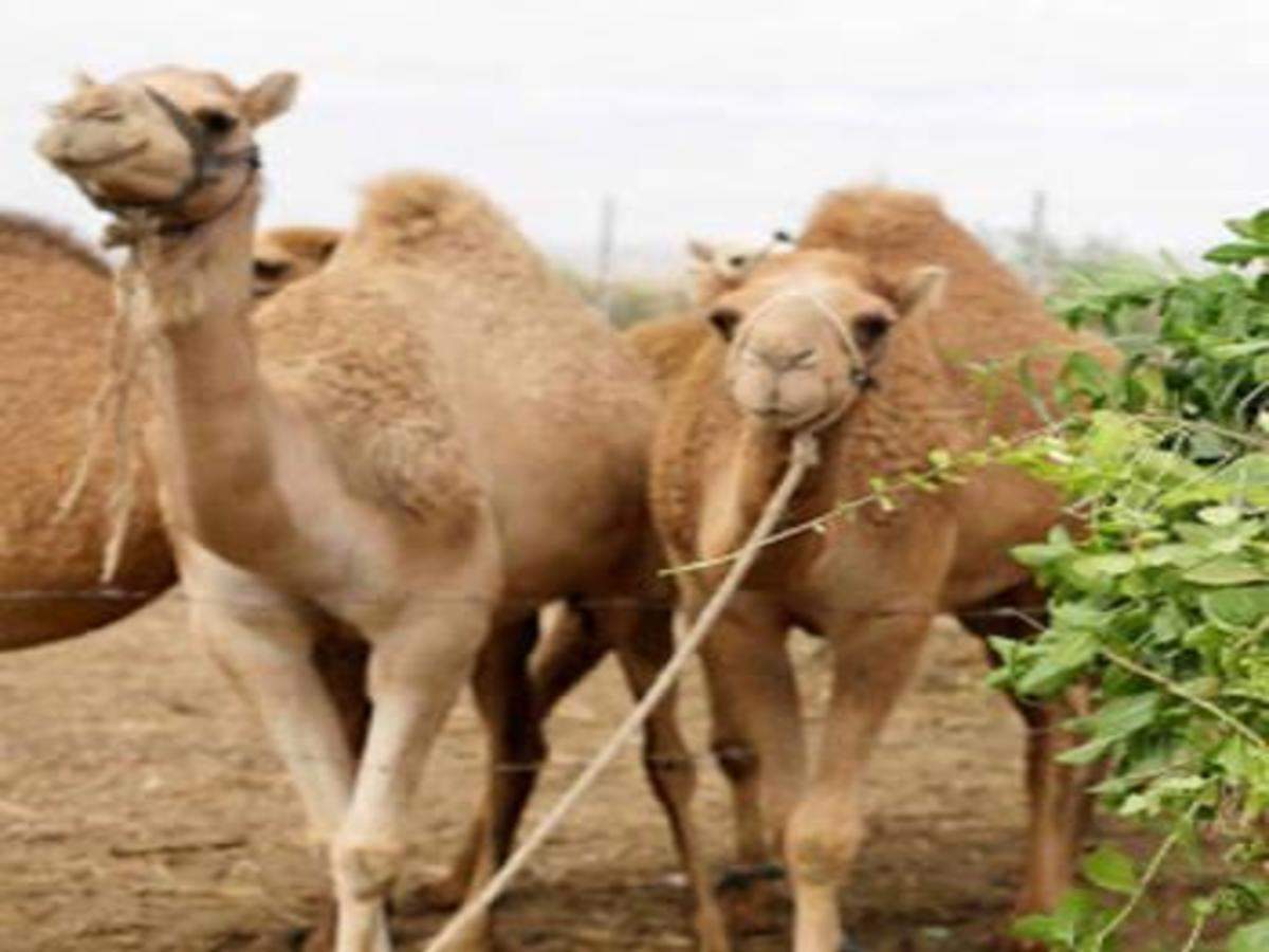 87 Camels Rescued Near Karnataka Telangana Border Bengaluru News Times Of India