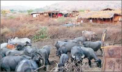 450 Maldhari families living inside Gujarat's Gir sanctuary | Ahmedabad ...