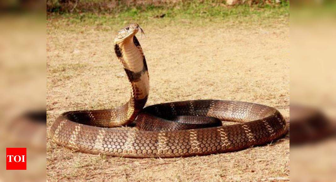  feet cobra in car triggers scare at PHQ | Bhopal News - Times of India