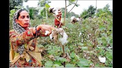 Whitefly-wary cotton farmers switch to water guzzling paddy
