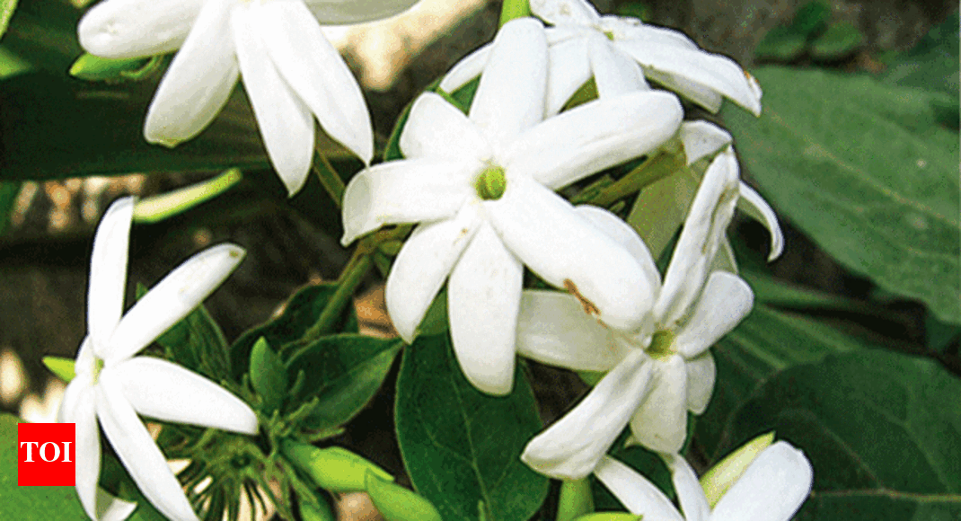 Shankarapura jasmine price hits a record high Mangaluru News Times