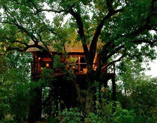 Charming treehouses in India you should definitely stay in
