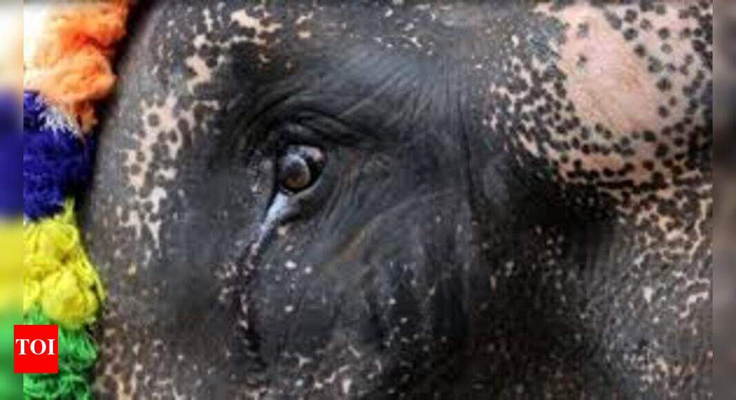 Gods in Shackles screened Malayalam Movie News Times of India