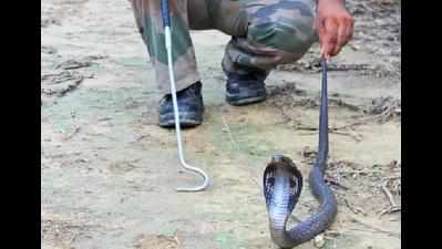 5-ft cobra rescued from house in Agra
