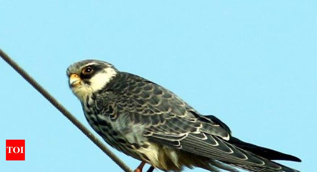 Rare 'Cutest Falcon' spotted ion Bastar | Raipur News - Times of India