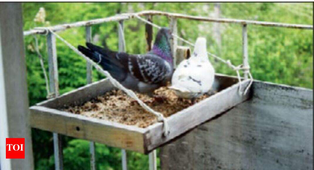 Bird Feeding Shouldn T Be A Nuisance To Others Says Hc Mumbai