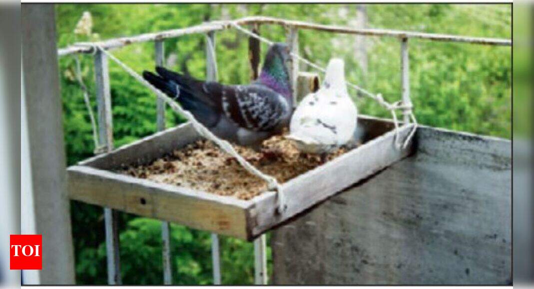 Birdfeeding shouldn’t be a nuisance to others, says HC Mumbai News