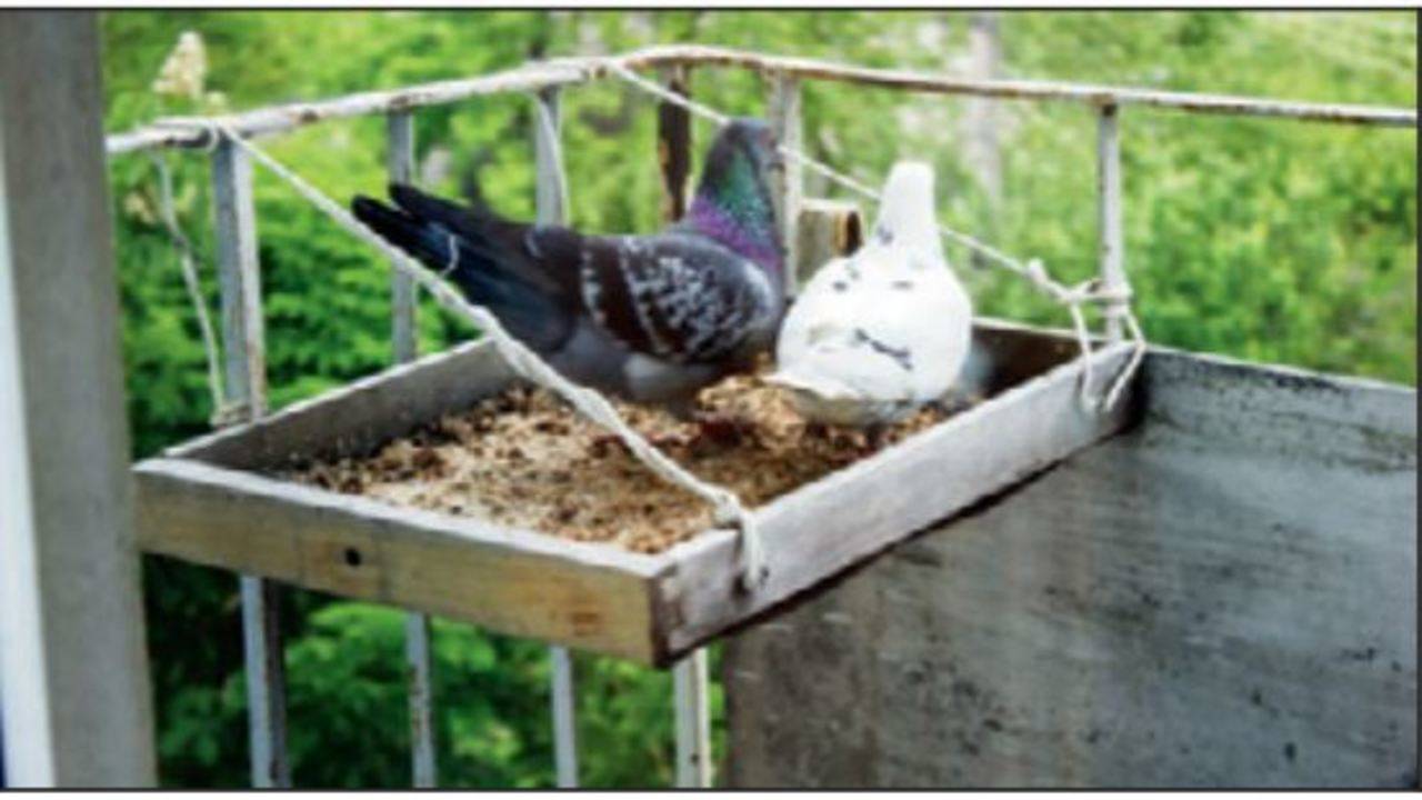 pigeon bird food