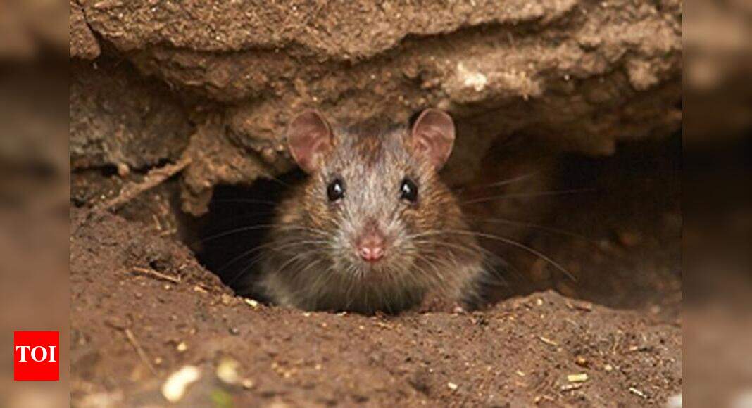 Kill a rat for Mumbai Municipal Corporation, earn Rs. 18 Mumbai News