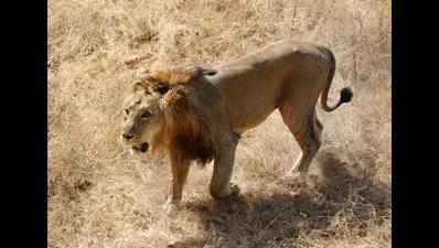 Three Etawah safari Asiatic lions vaccinated against deadly disease