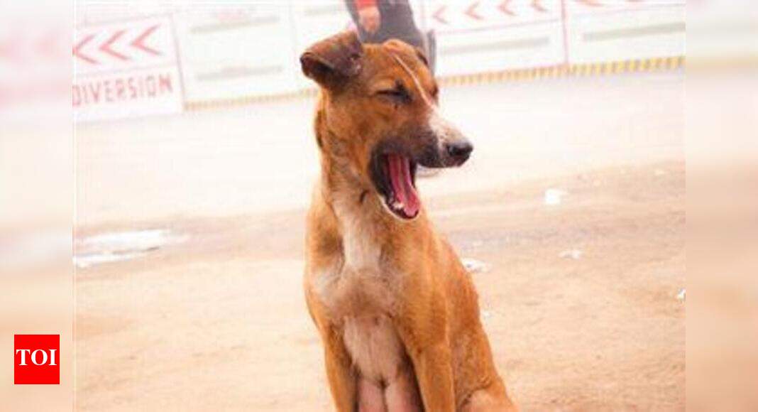 10 yr old girl mauled to death by street dogs | Visakhapatnam News ...