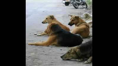 Panel to monitor sterilisation of stray dogs
