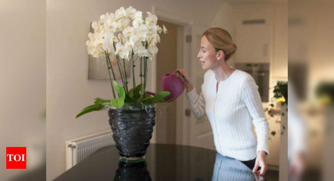 Beginners Guide To Growing Orchids At Home Times Of India