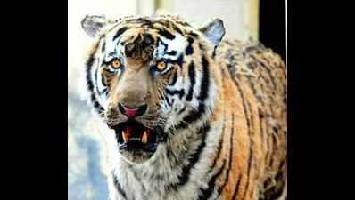 Leg ailment stalks captive Sunderbans tiger