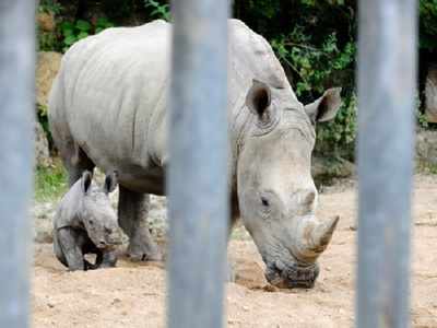 Assam to compile database of rhino horns
