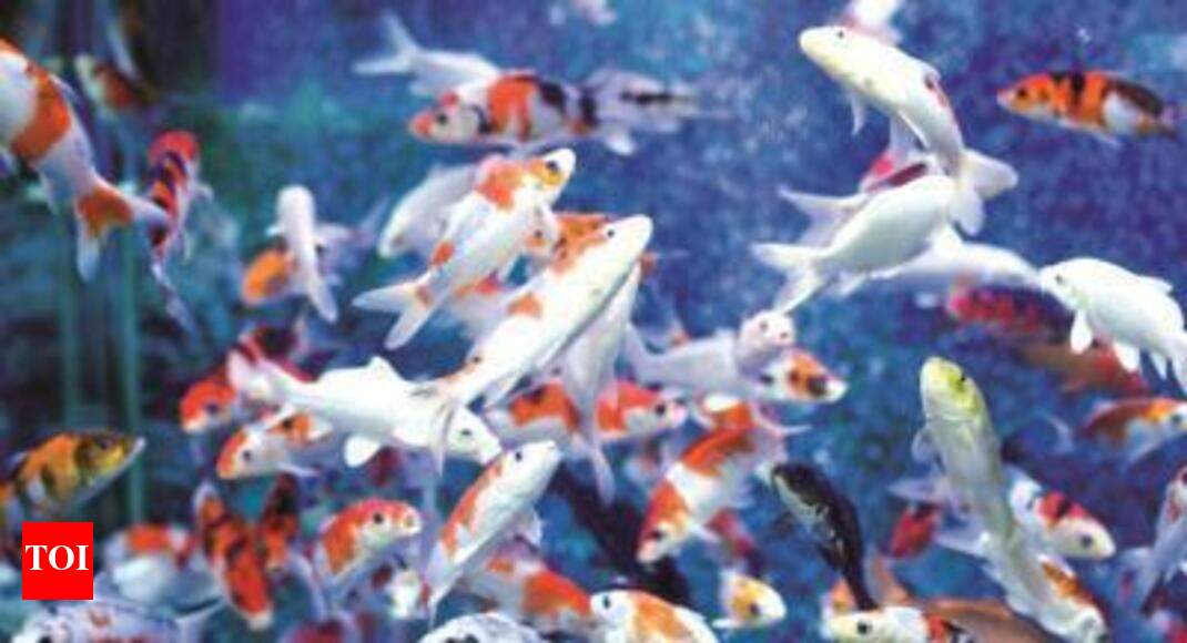 Not safe enough? Thousands of fish die in zoo lake after