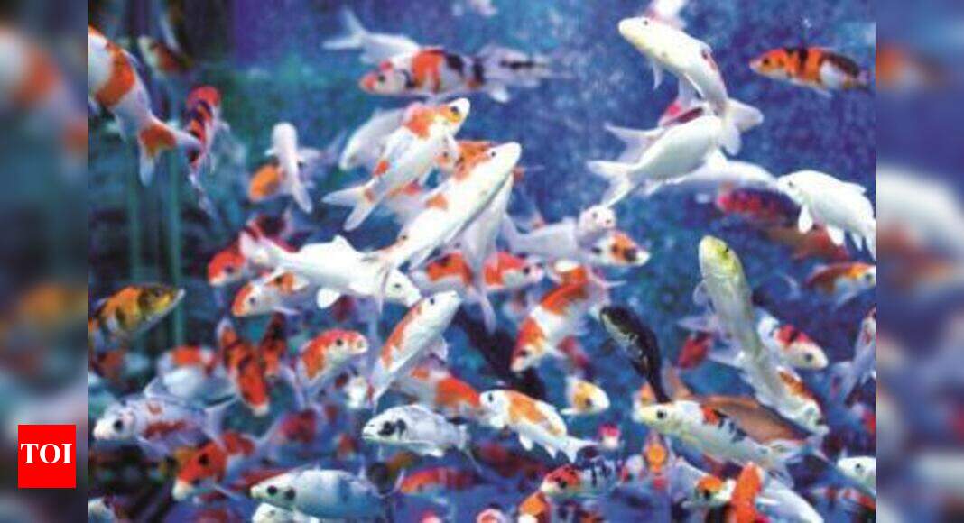 Not safe enough? Thousands of fish die in zoo lake after
