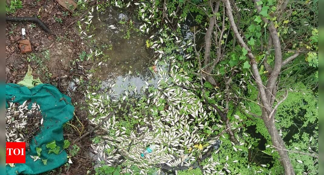 Thousands of fishes found dead in the lake of Kanpur zoo | Kanpur News ...