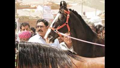 After years in wilderness, Marwari horse charges back