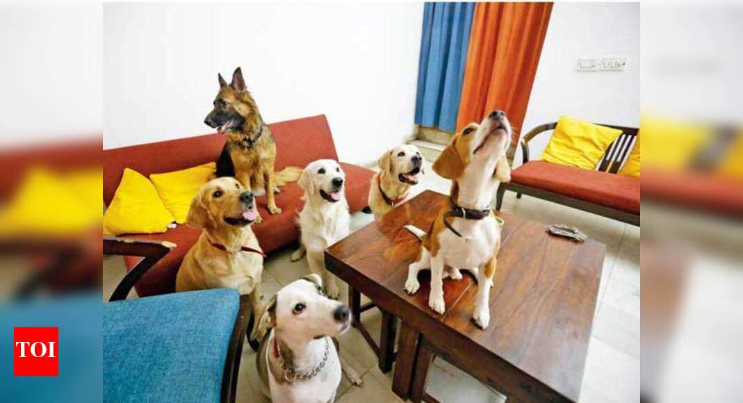 For Gurgaon, finding the right pet hostel is no walk in the park
