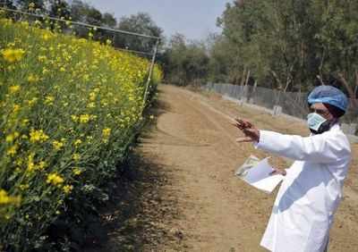 Activists urge government to reject GM mustard application
