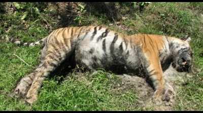 Tigress found dead near Dudhwa reserve